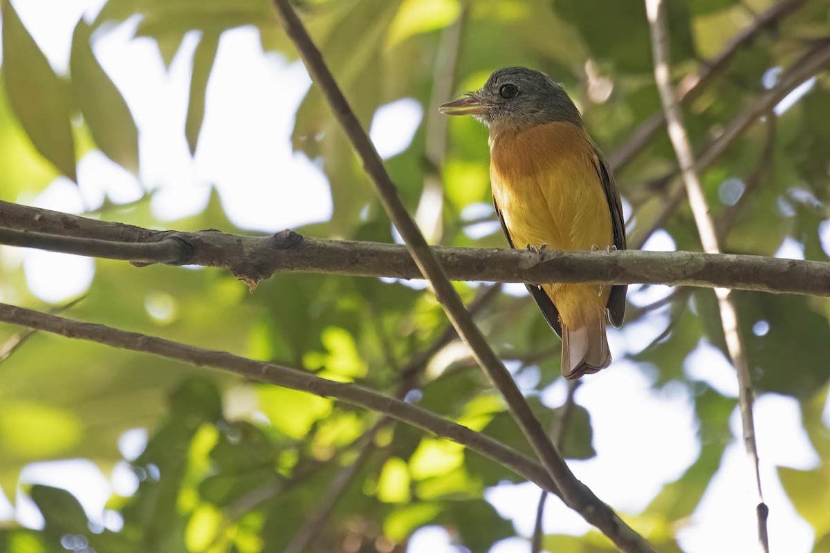 Citron-bellied Attila - ML646850344