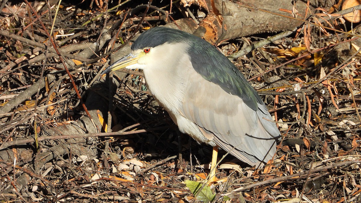 Кваква - ML646850345