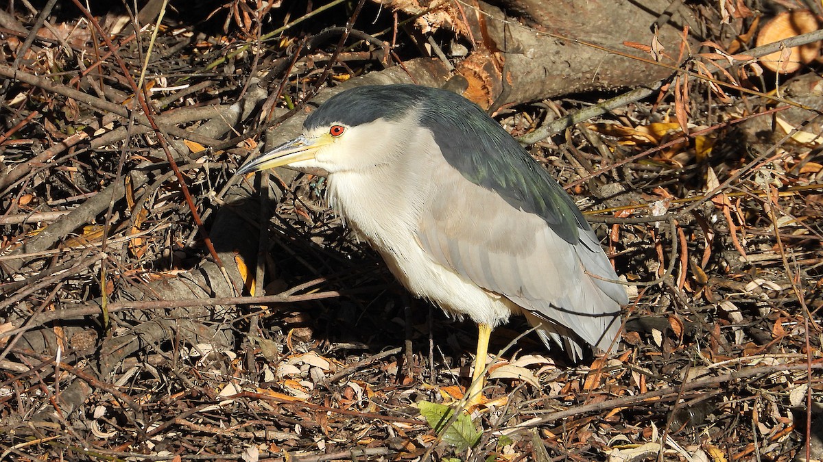 Кваква - ML646850346