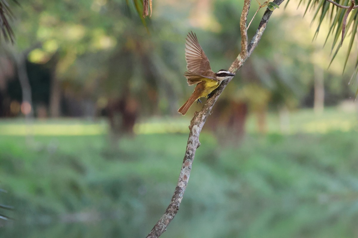 Great Kiskadee - ML646850351
