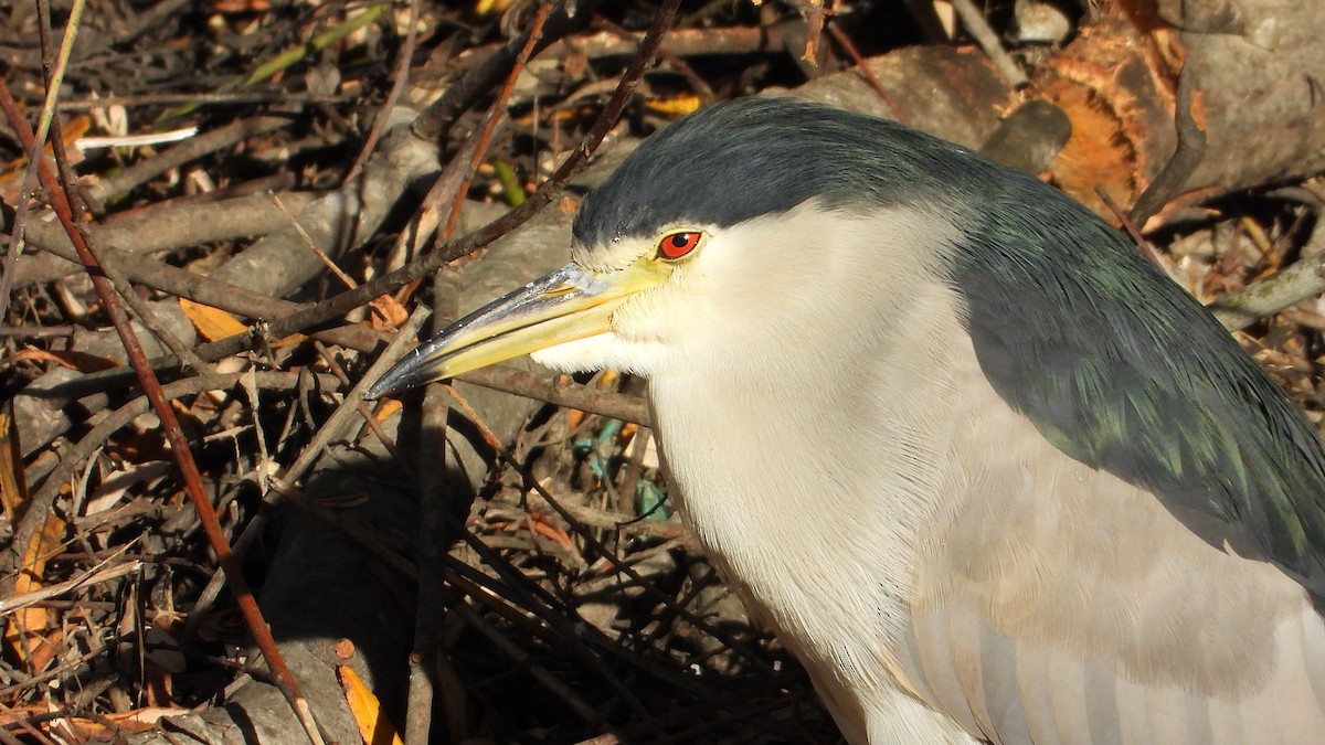 Кваква - ML646850353