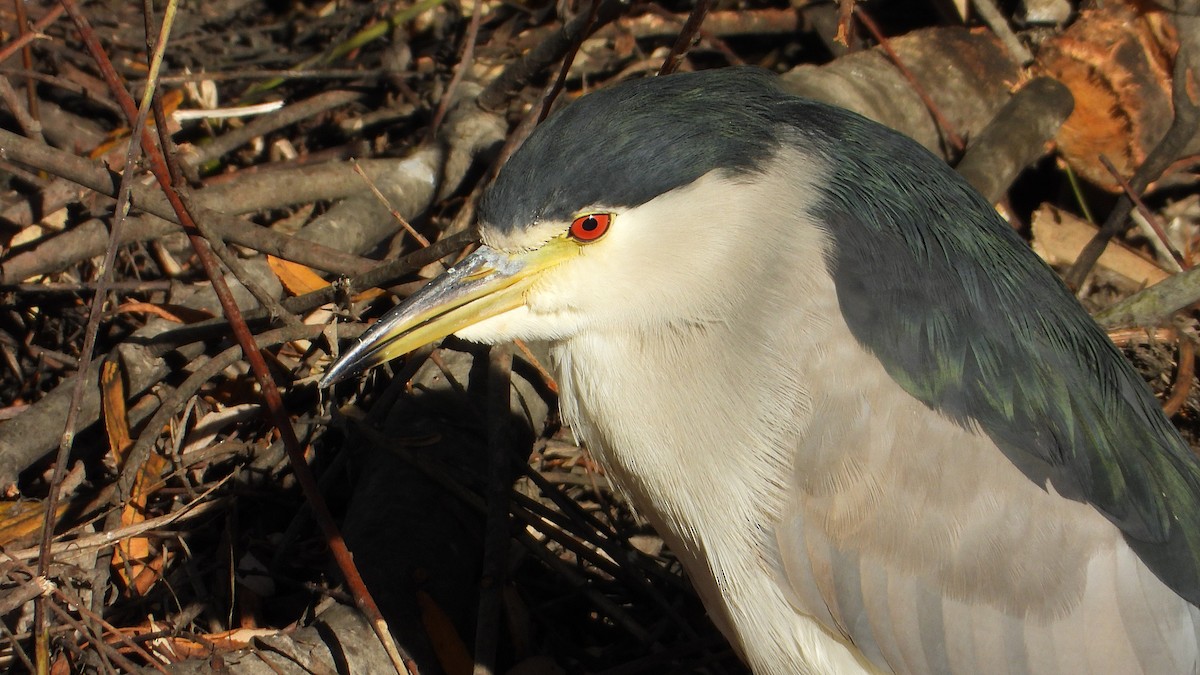 Кваква - ML646850354