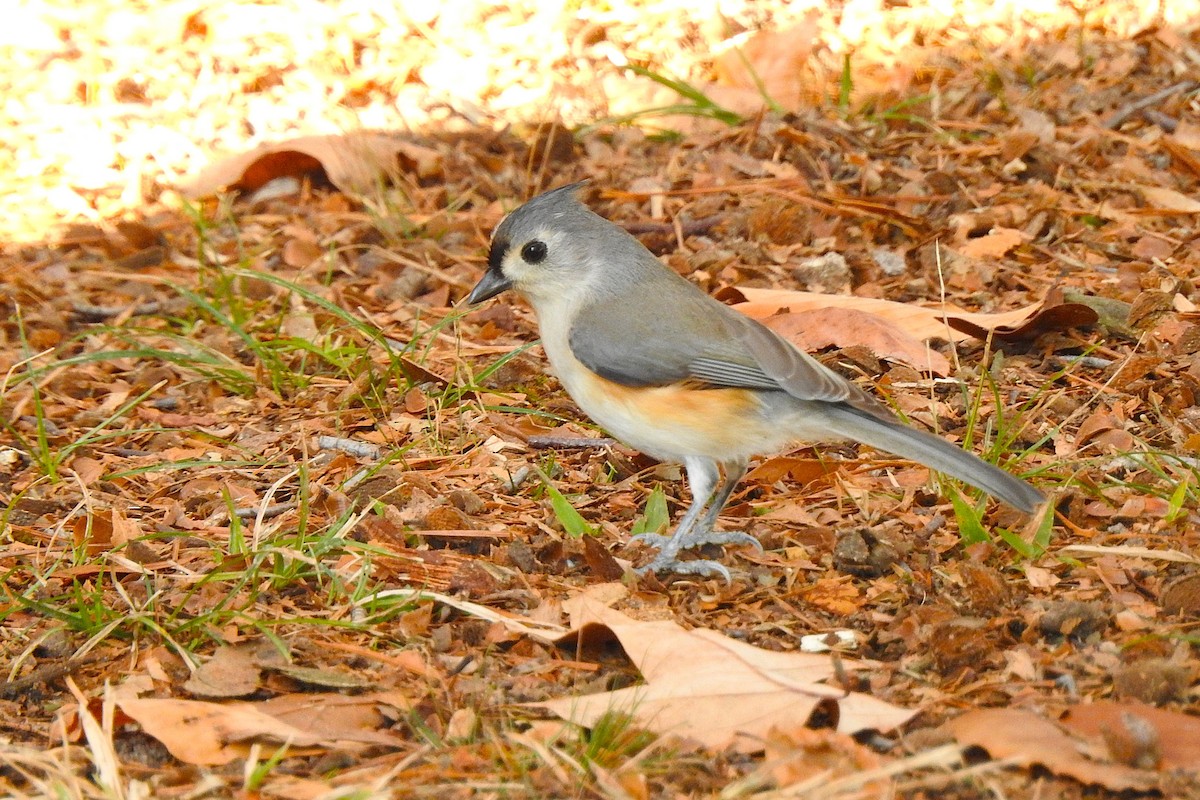 Grauhäubchenmeise - ML646850355