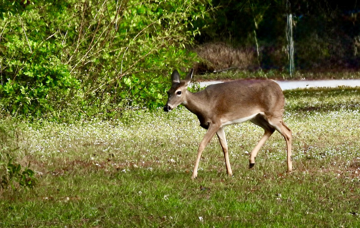 White-tailed Deer - ML646850356