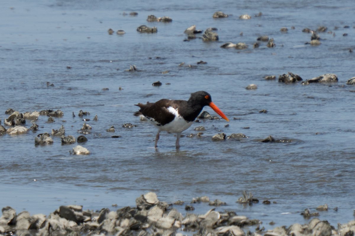 American Oystercatcher - ML646850357