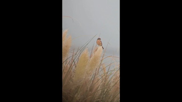 Черноголовый чекан - ML646850359