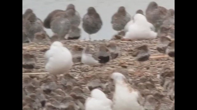 Кулик-воробей - ML646850360