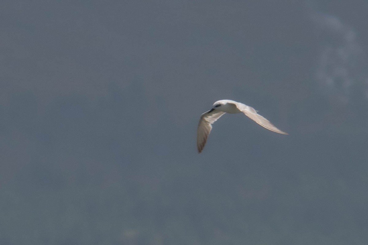 Gülen Sumru - ML646850361