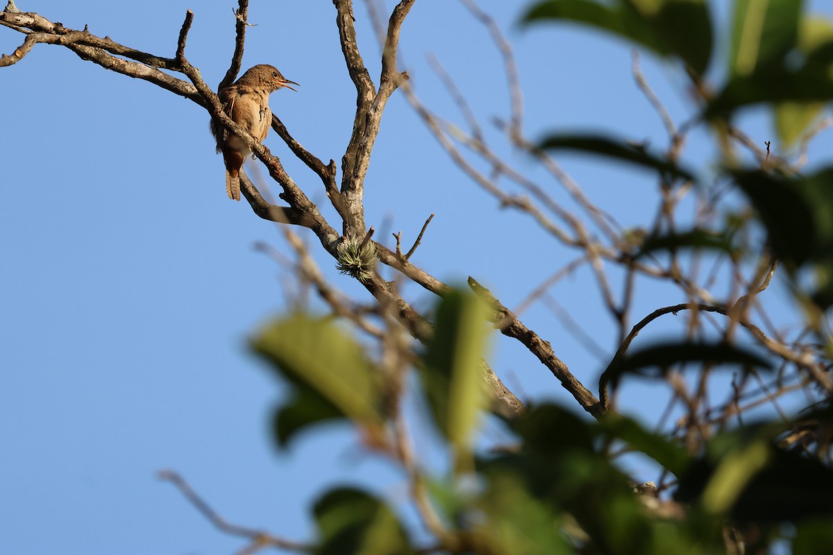 Southern House Wren - ML646850363