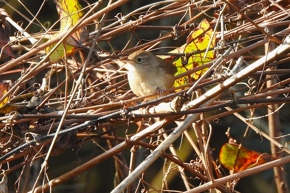 Hauszaunkönig - ML646850365