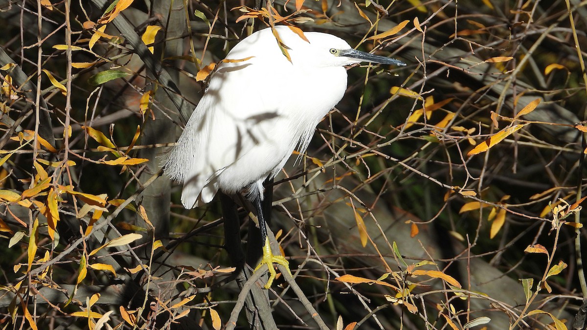 Малая белая цапля - ML646850366