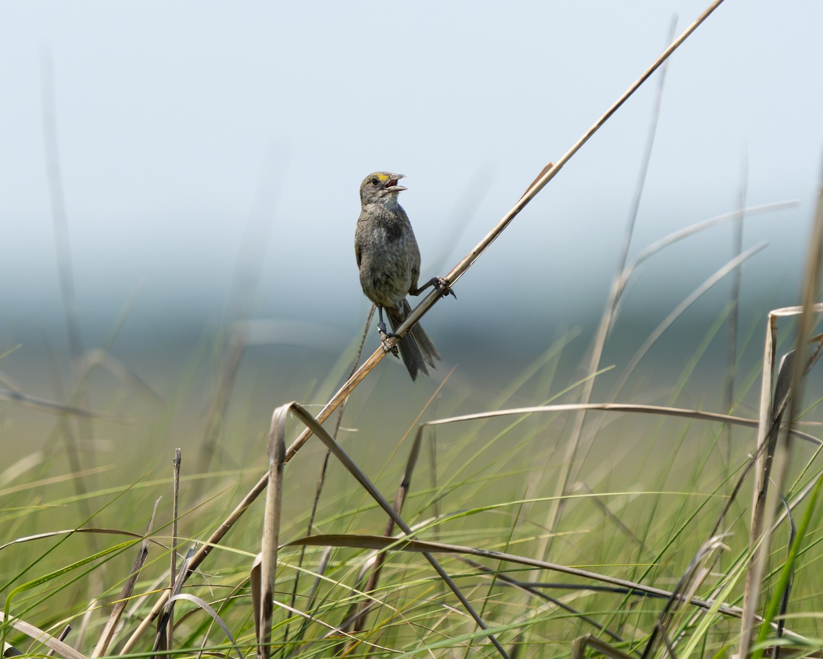 Seaside Sparrow - ML646850367