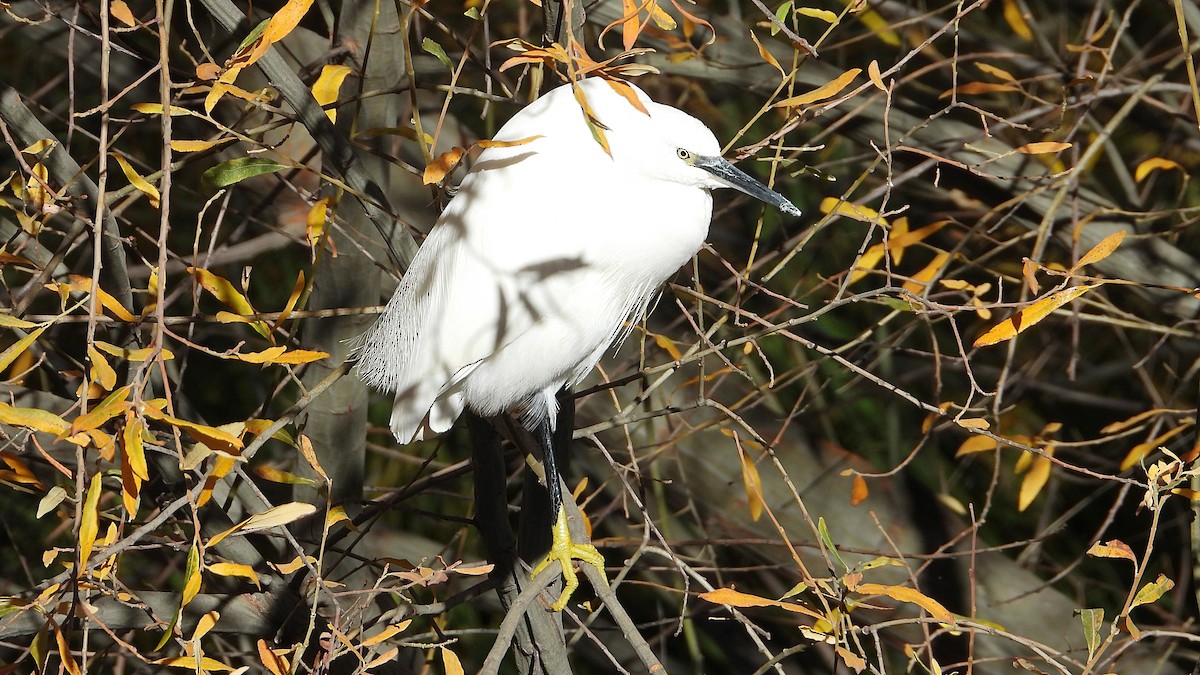 Малая белая цапля - ML646850372