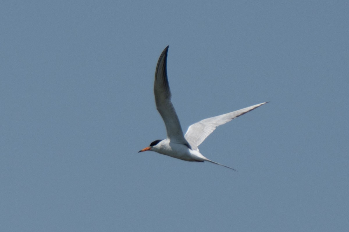 Forster's Tern - ML646850375