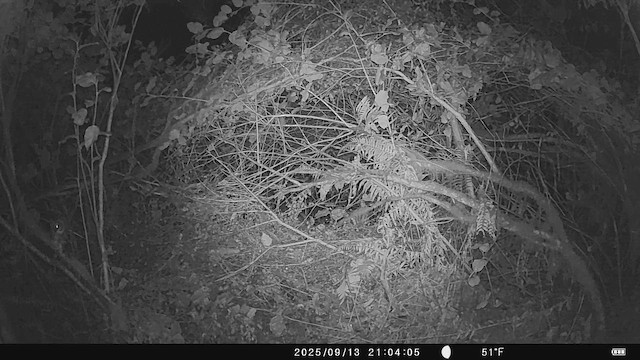 Западная совка - ML646850377