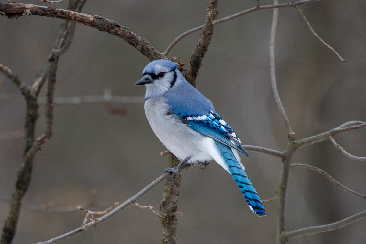 Mavi Karga - ML646850379