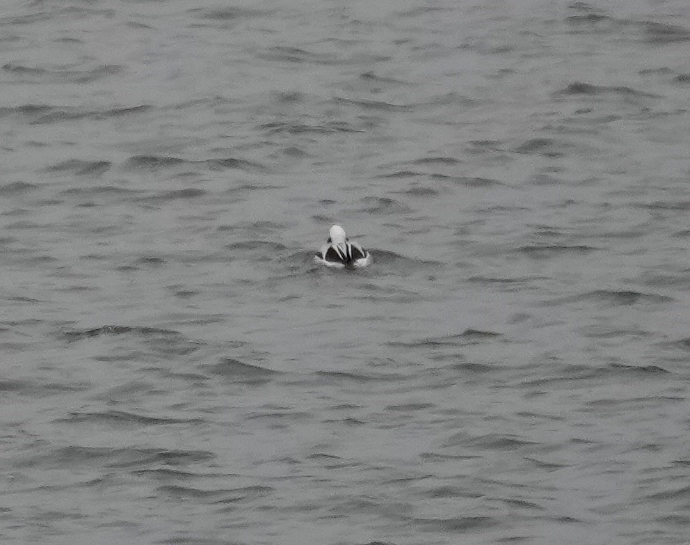 Мөнгөлөг шунгаахай - ML646850381