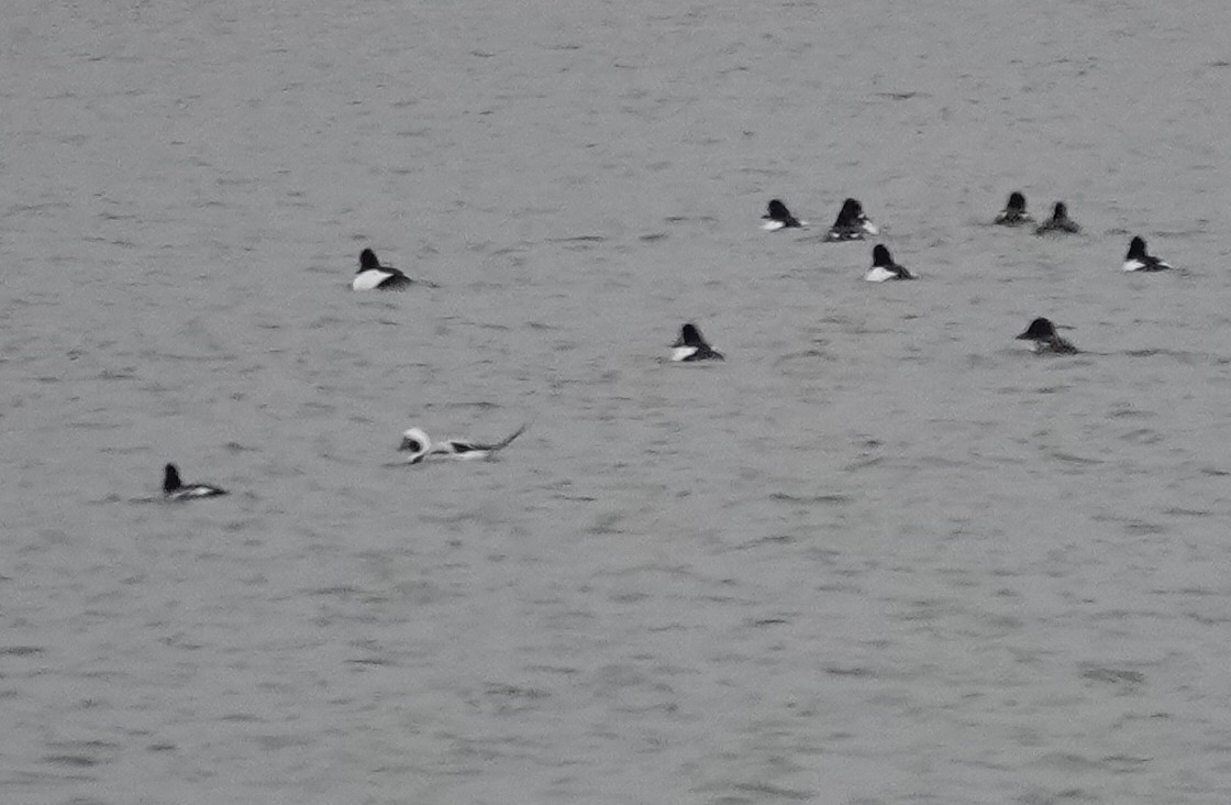 Мөнгөлөг шунгаахай - ML646850382