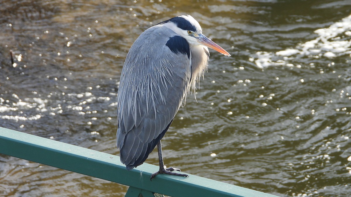 Серая цапля - ML646850387