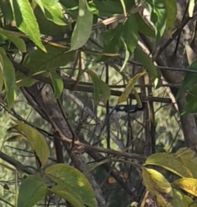 Black-throated Blue Warbler - ML646850389