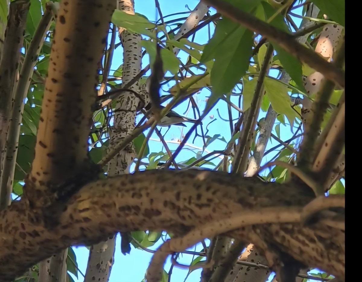 Black-throated Blue Warbler - ML646850390