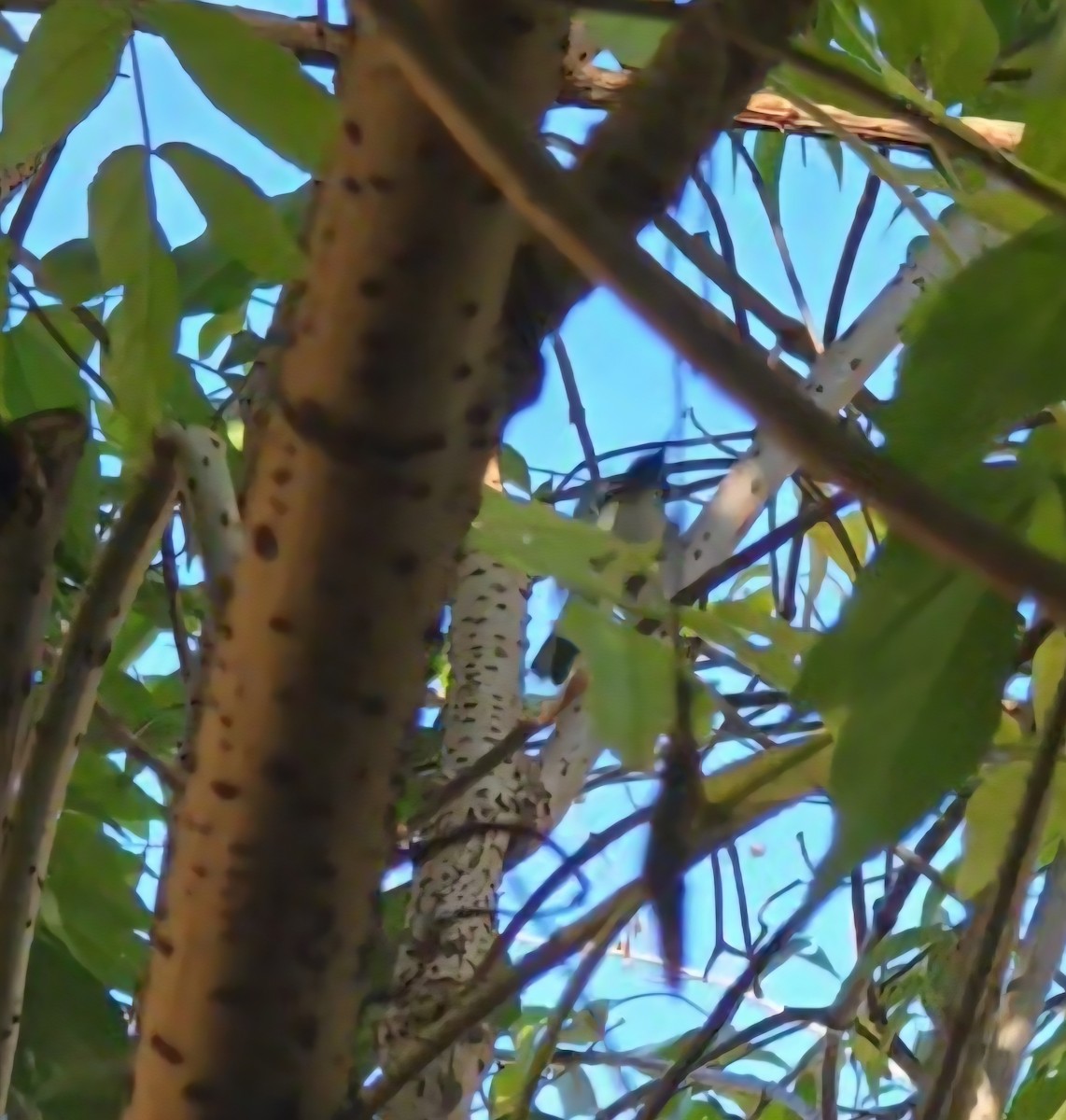 Black-throated Blue Warbler - ML646850391