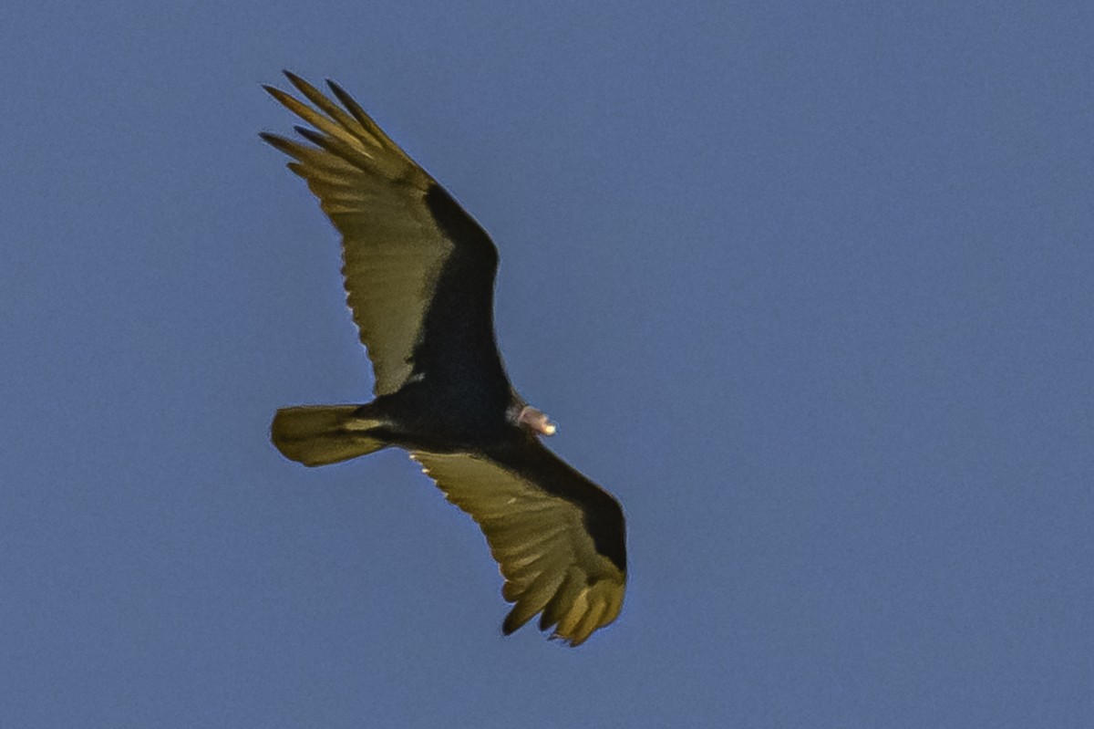 Turkey Vulture - ML646850392