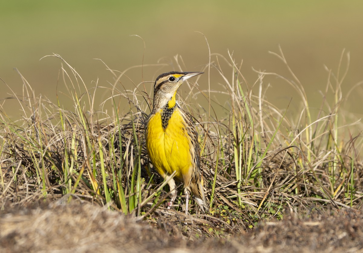 Sturnelle des prés - ML646850395