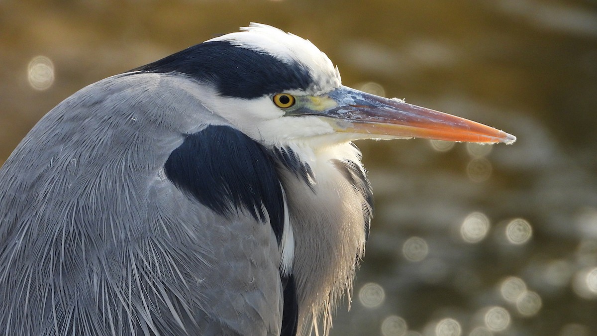 Серая цапля - ML646850396