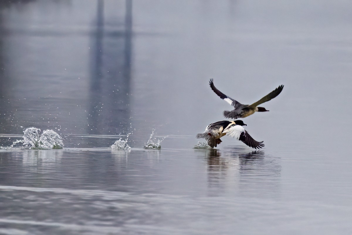 Common Merganser - ML646850399