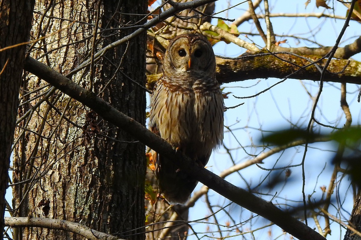 Streifenkauz - ML646850400