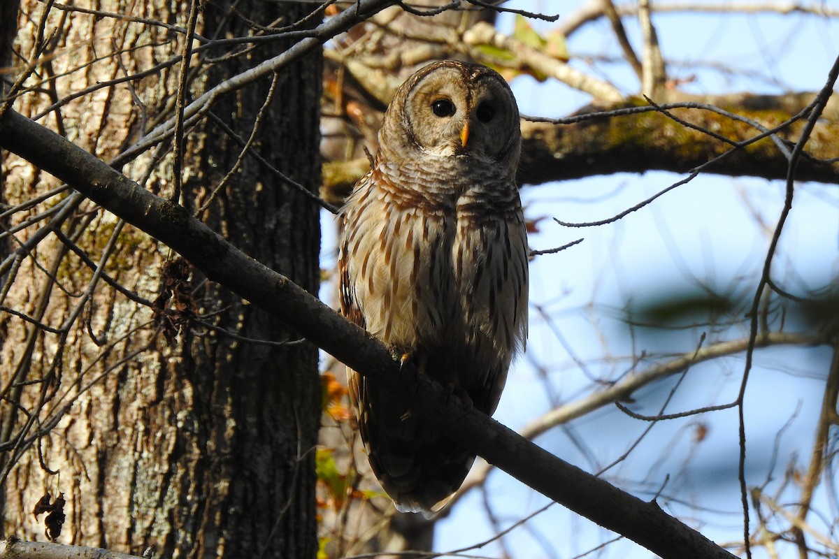 Streifenkauz - ML646850401