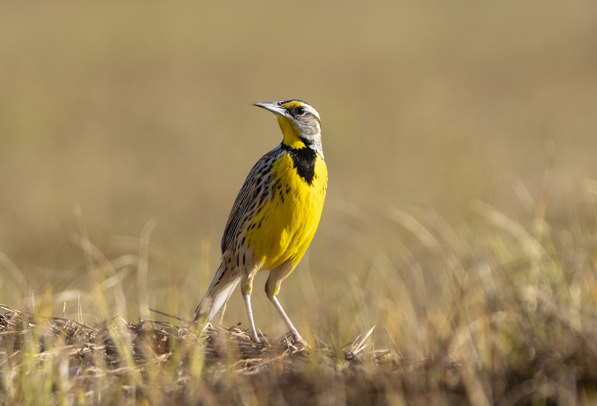 Sturnelle des prés - ML646850402