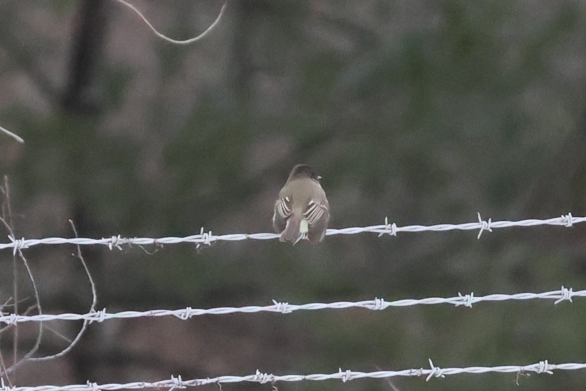 Eastern Phoebe - ML646850403