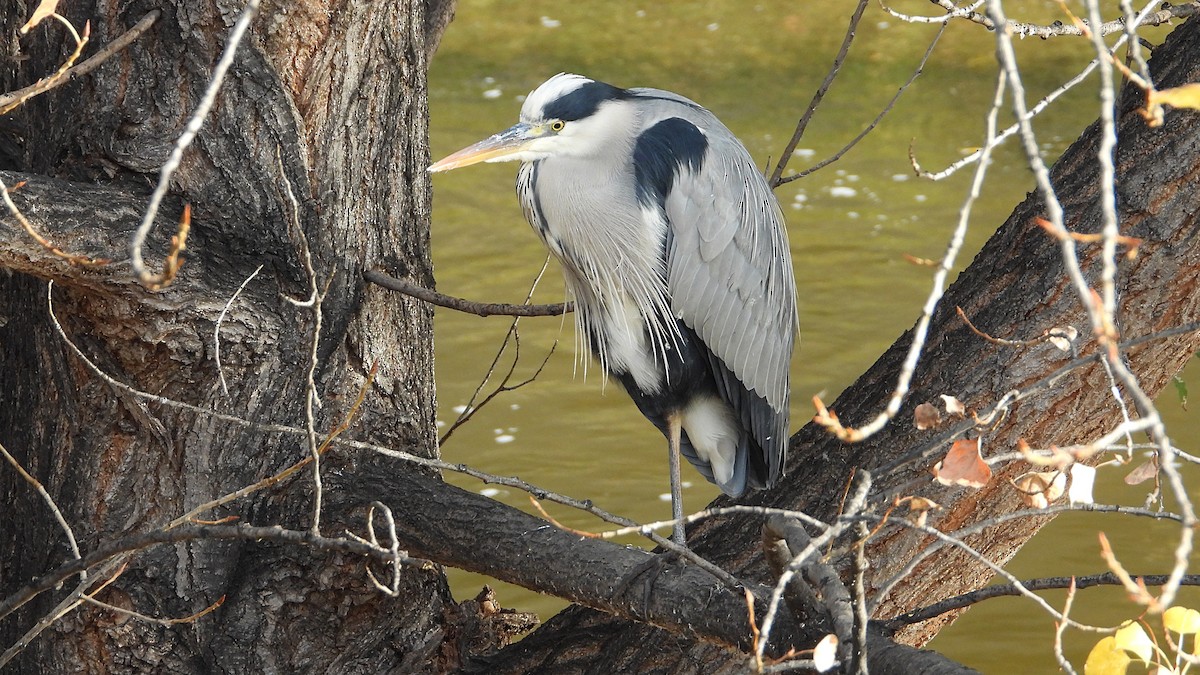 Серая цапля - ML646850405