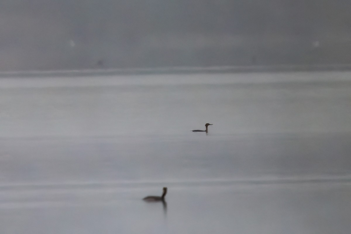 Red-breasted Merganser - ML646850410