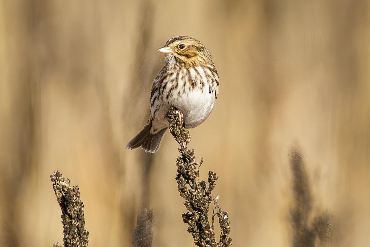 Savannah Sparrow - ML646850415