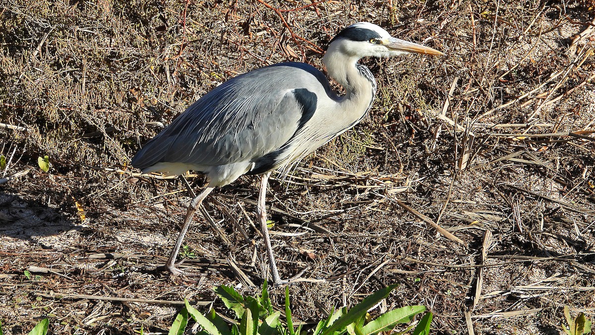 Серая цапля - ML646850417