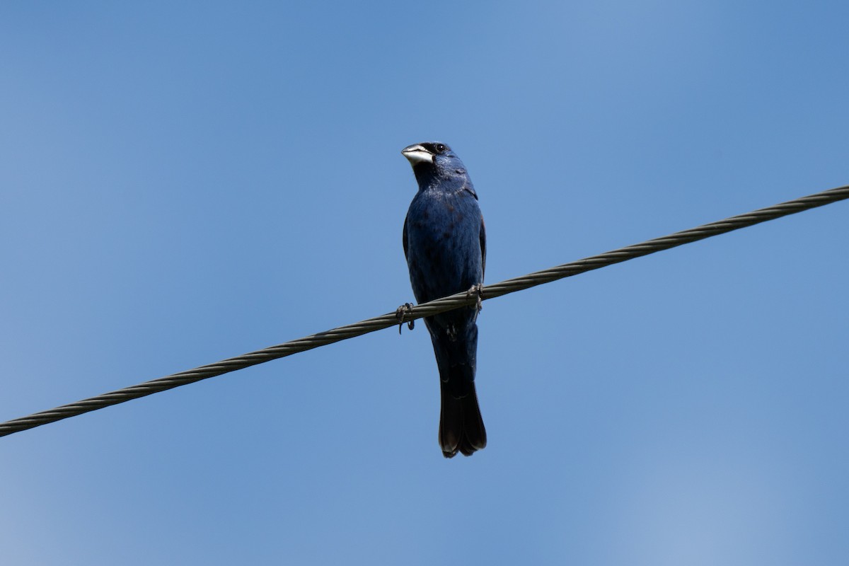 Blue Grosbeak - ML646850418