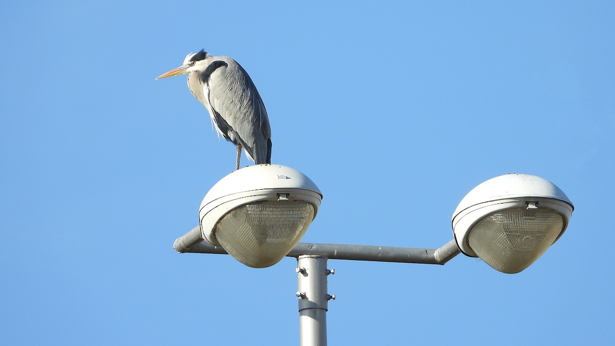 Серая цапля - ML646850420