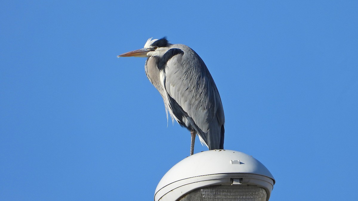 Серая цапля - ML646850424