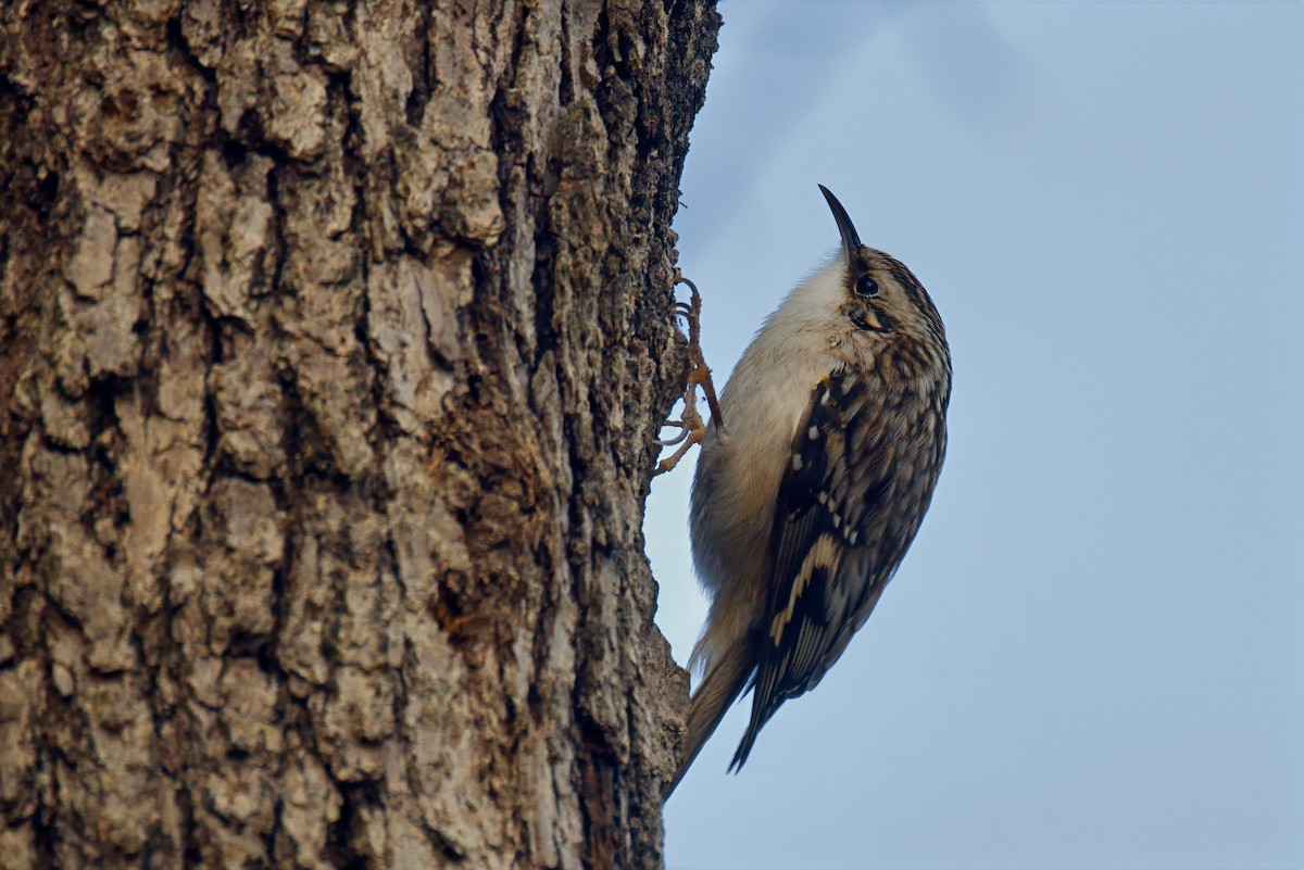 Grimpereau brun - ML646850426