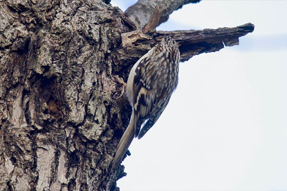 Grimpereau brun - ML646850427