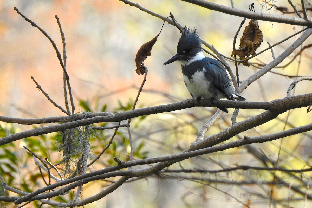 Gürtelfischer - ML646850431