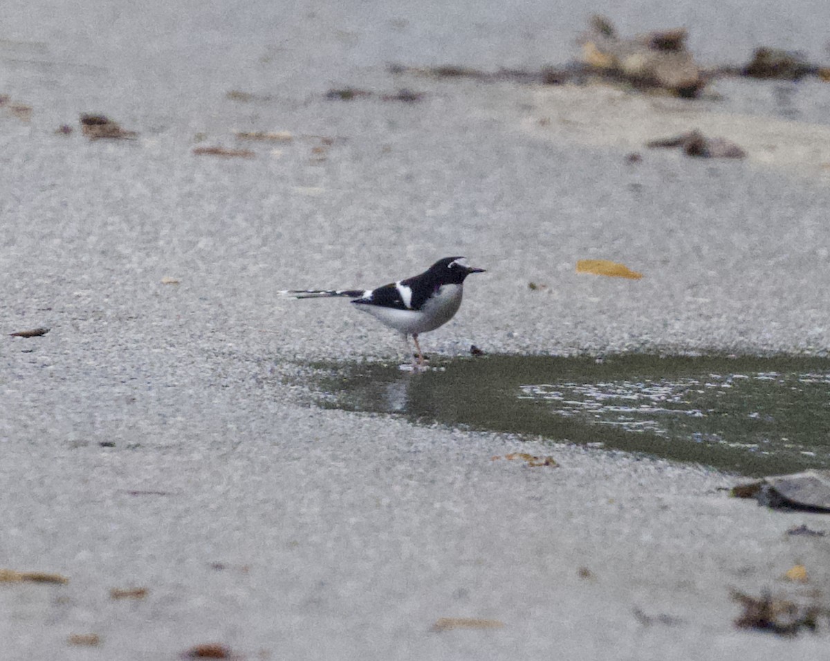 Black-backed Forktail - ML646850433