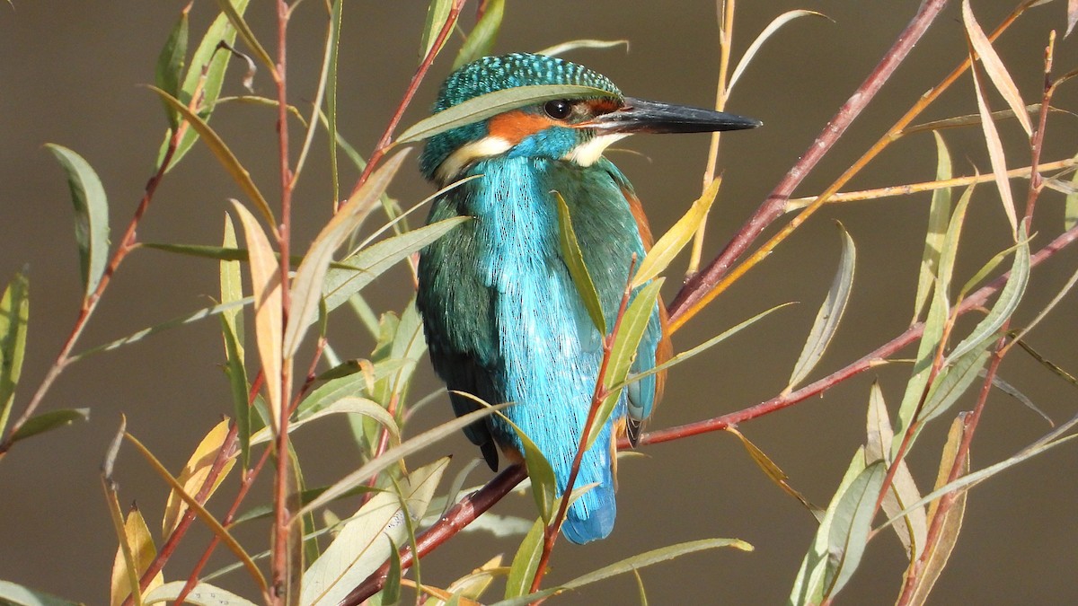 Зимородок - ML646850434