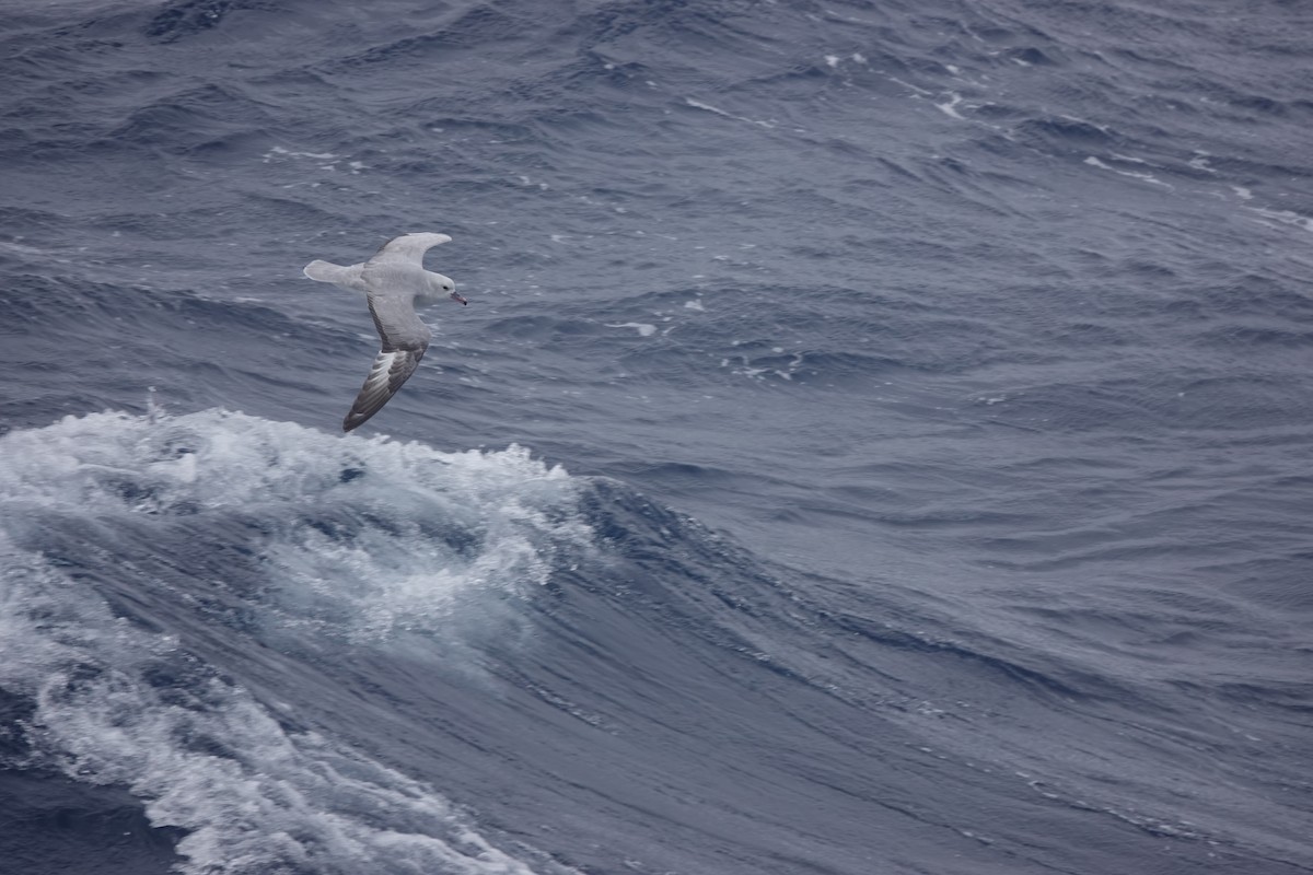 ギンフルマカモメ - ML646850438