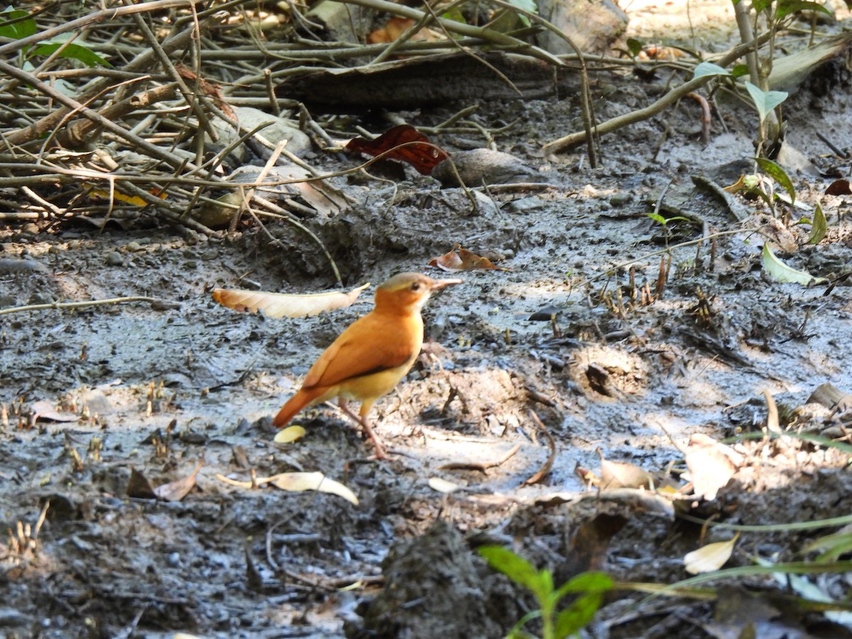 Caribbean Hornero - ML646850439