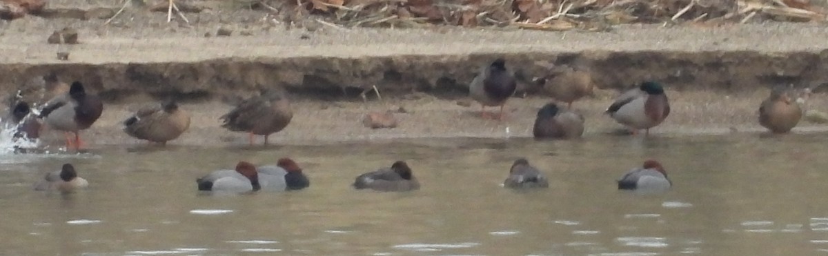 Попелюх американський - ML646850441