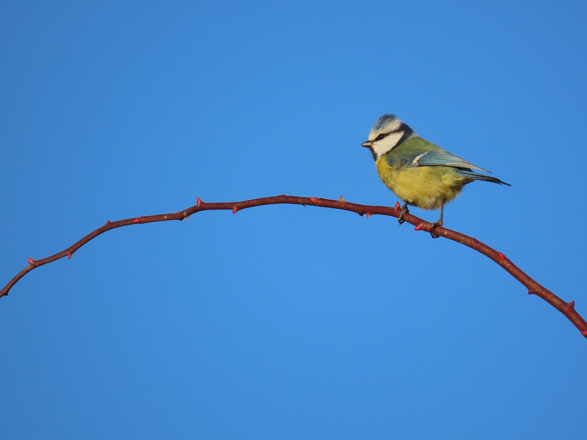 Eurasian Blue Tit - ML646850443